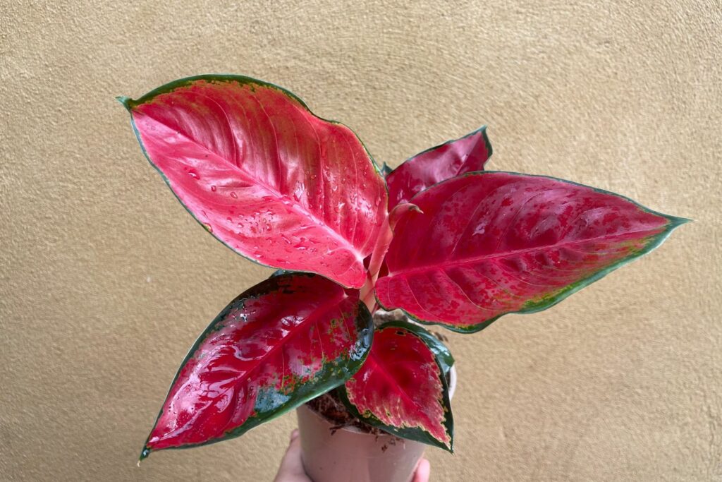 Aglaonema commutatum 'Red Star' plant