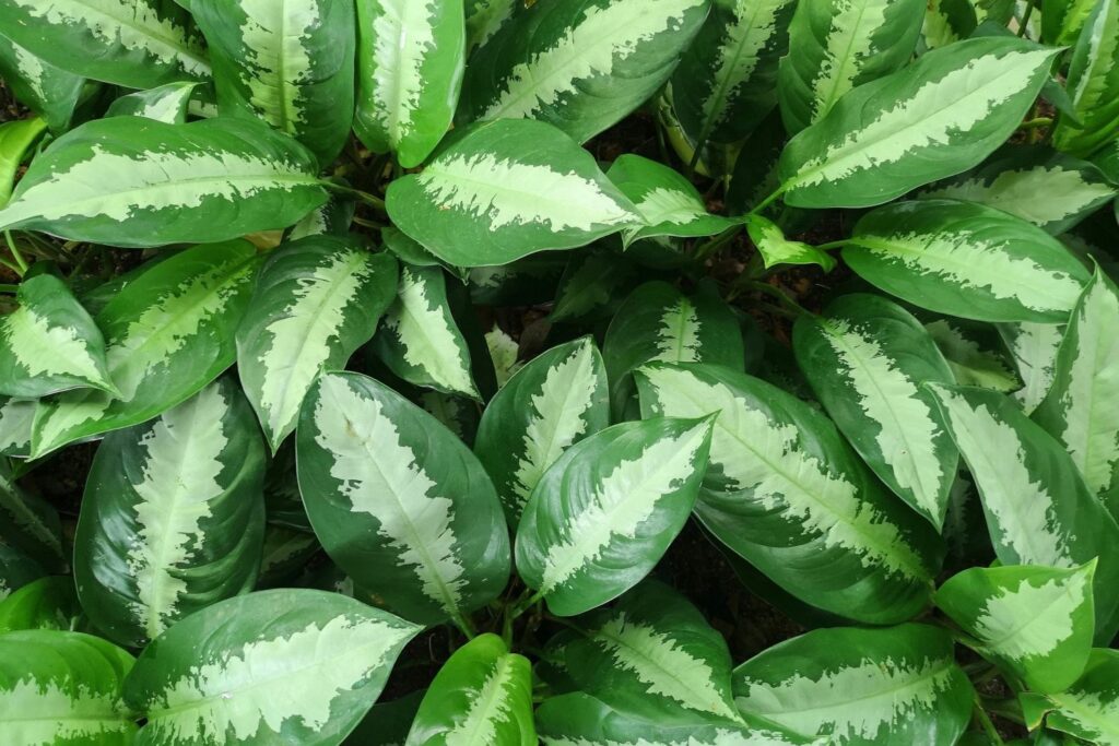 Several Aglaonema nitidum ‘Ernesto’s favourite’ plants