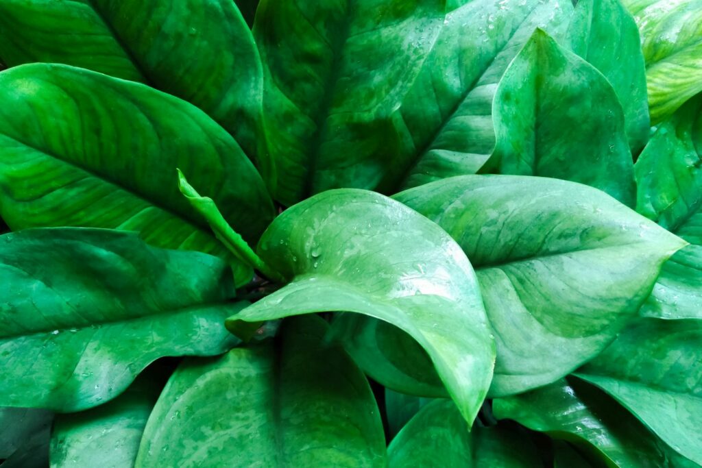 Close-up of Chinese evergreen