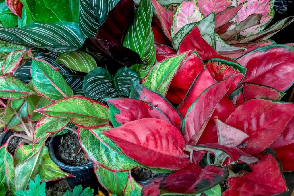  Several Chinese evergreen plants