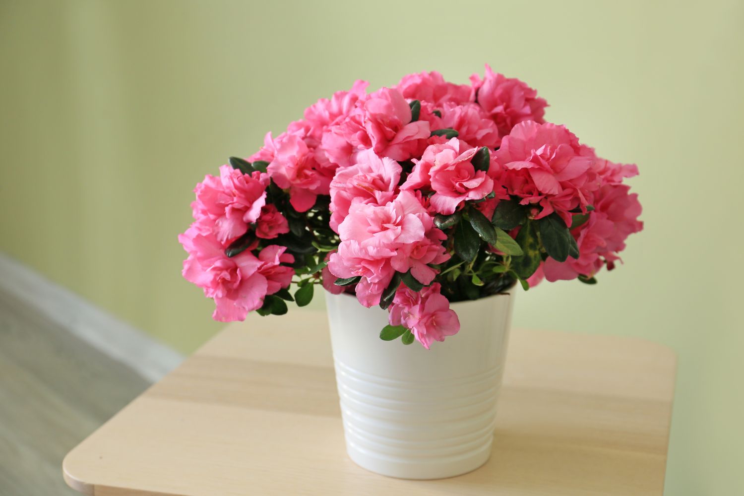 Low-maintenance indoor plants: our top 10 - Plantura