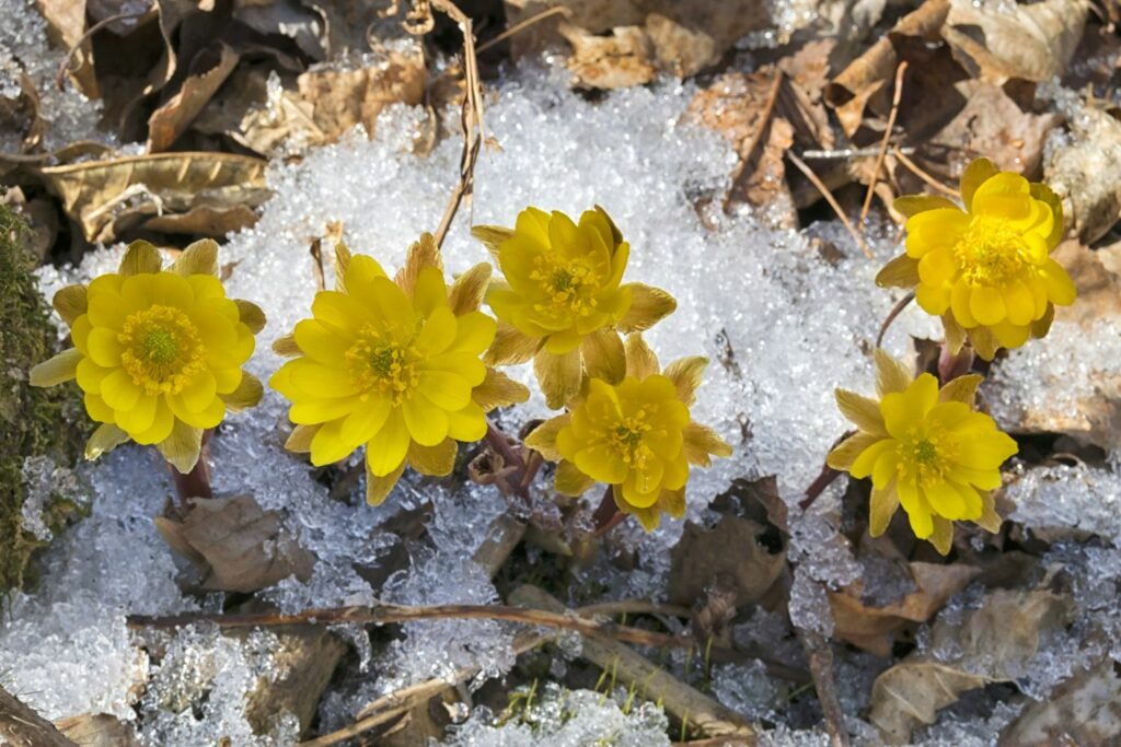 Amur Adonis flower in snow