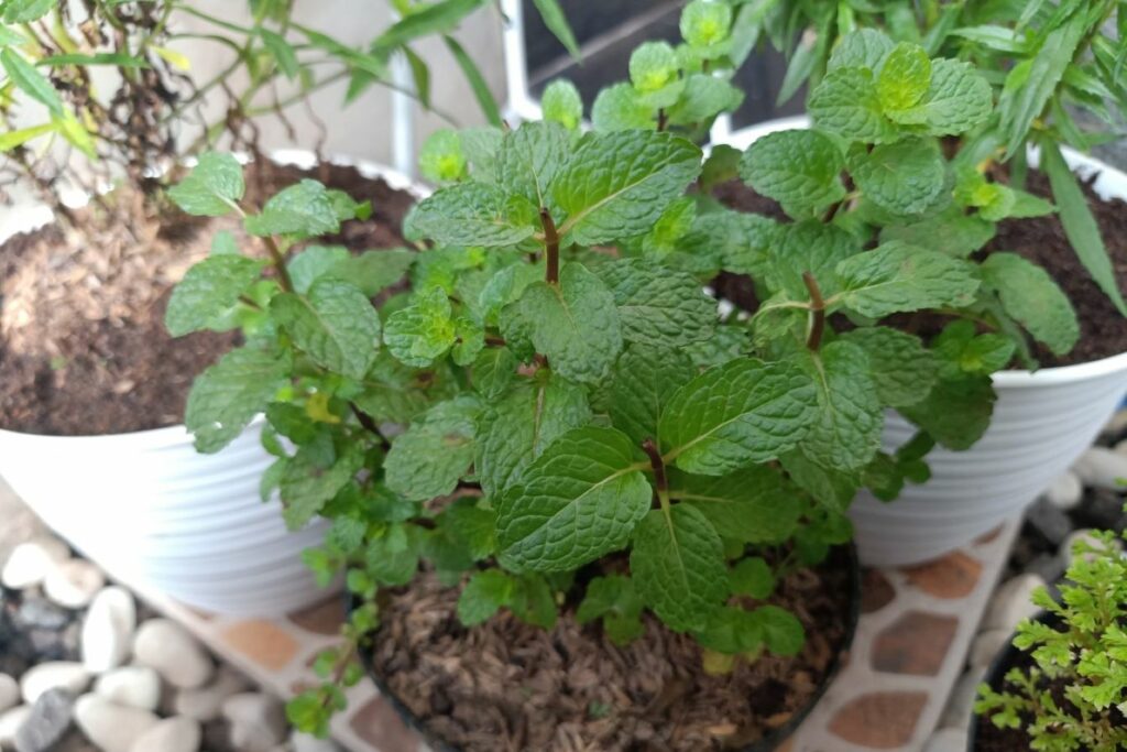 Apple mint plant in pot