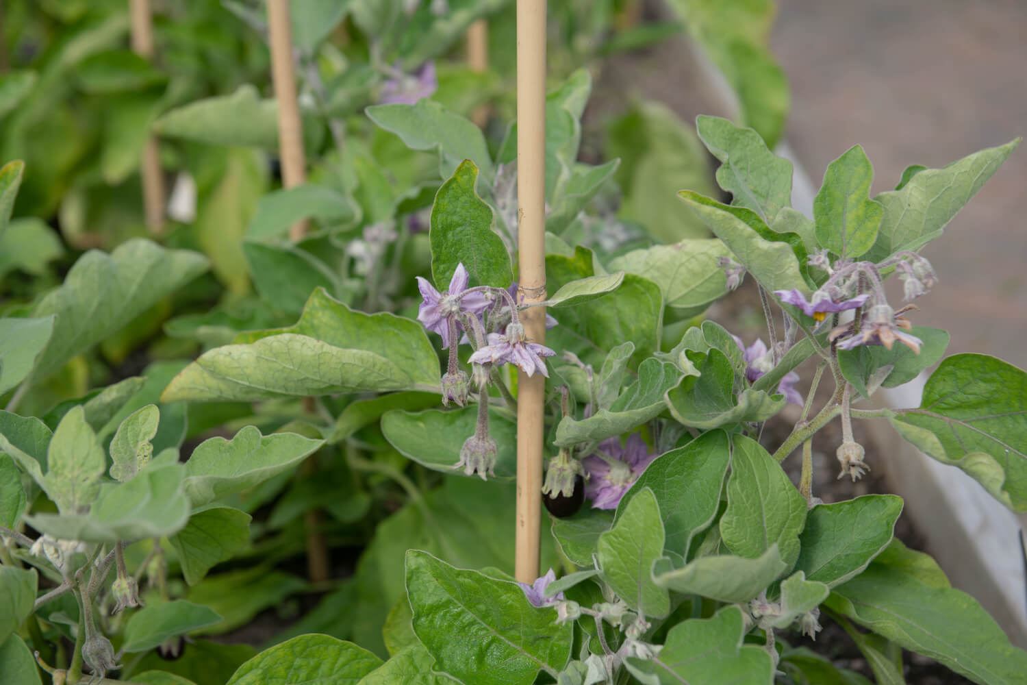 Planting aubergines where & how Plantura