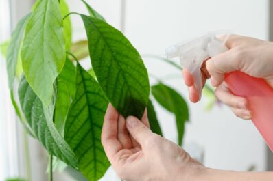 Avocado plant care: watering, pruning & more