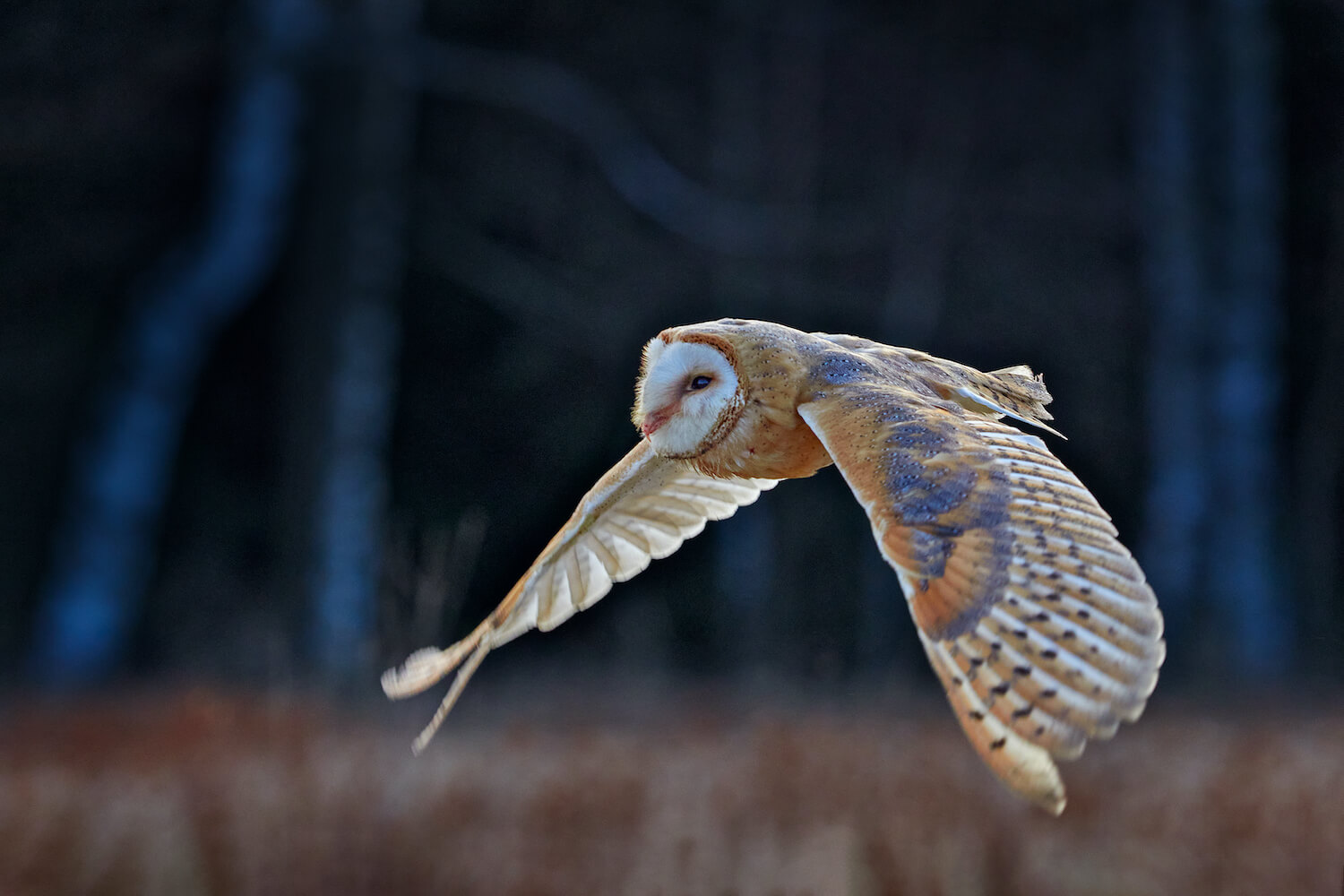 Barn Owl Nocturnal 