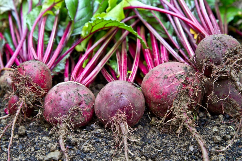 Beetroot plants out of the ground