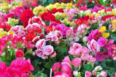 Begonias: expert tips on planting and care