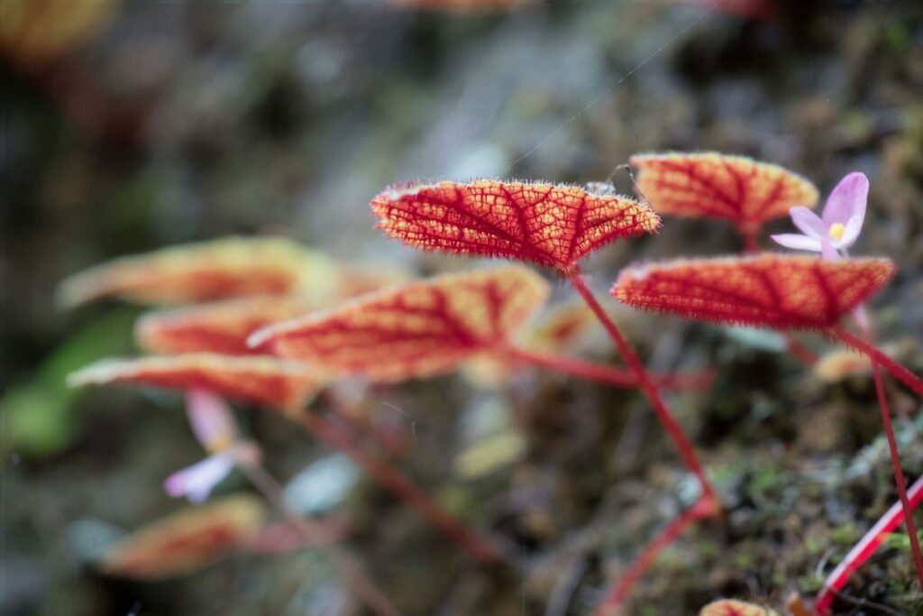 begonia leaves growing on rock