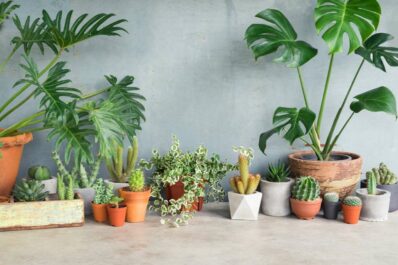 The best indoor plants for your home