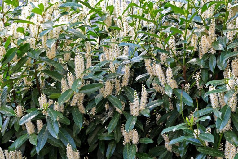 is-cherry-laurel-poisonous-plantura