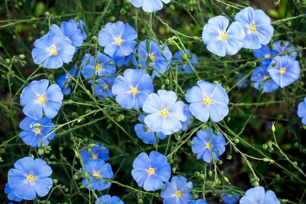 fully-bloomed, blue flax flowers