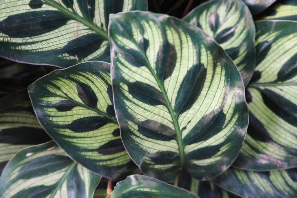 Close up of the Calathea plant leaves