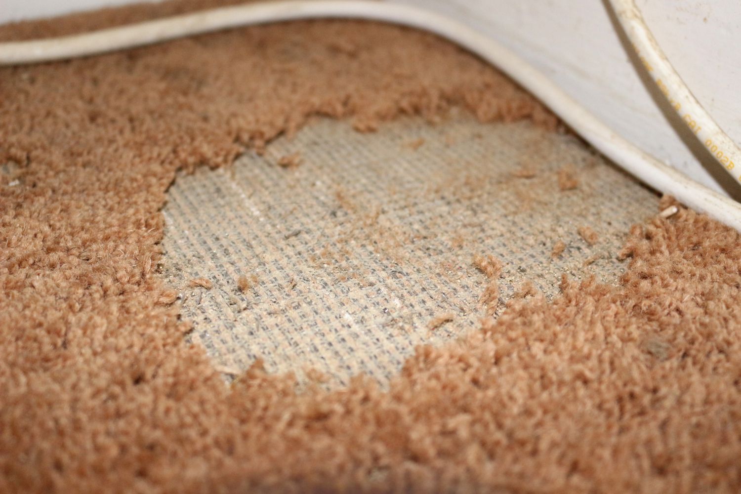 Carpet Moths Damage 