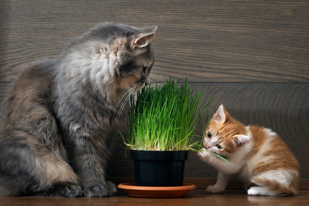 Two cats with cat grass in a pot