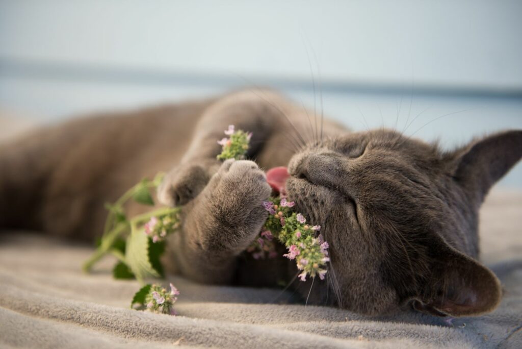 Cat lying down licking catnip