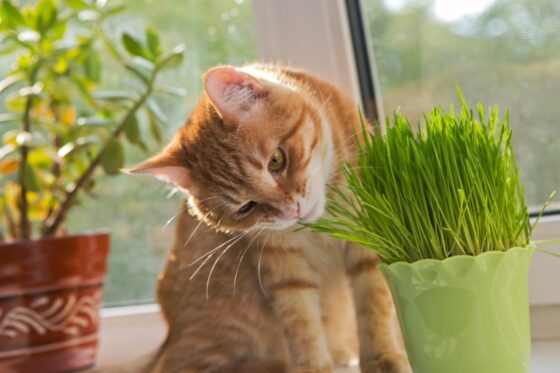 Top 10 non-toxic houseplants for cats