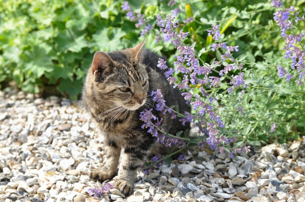 Cat next to catmint