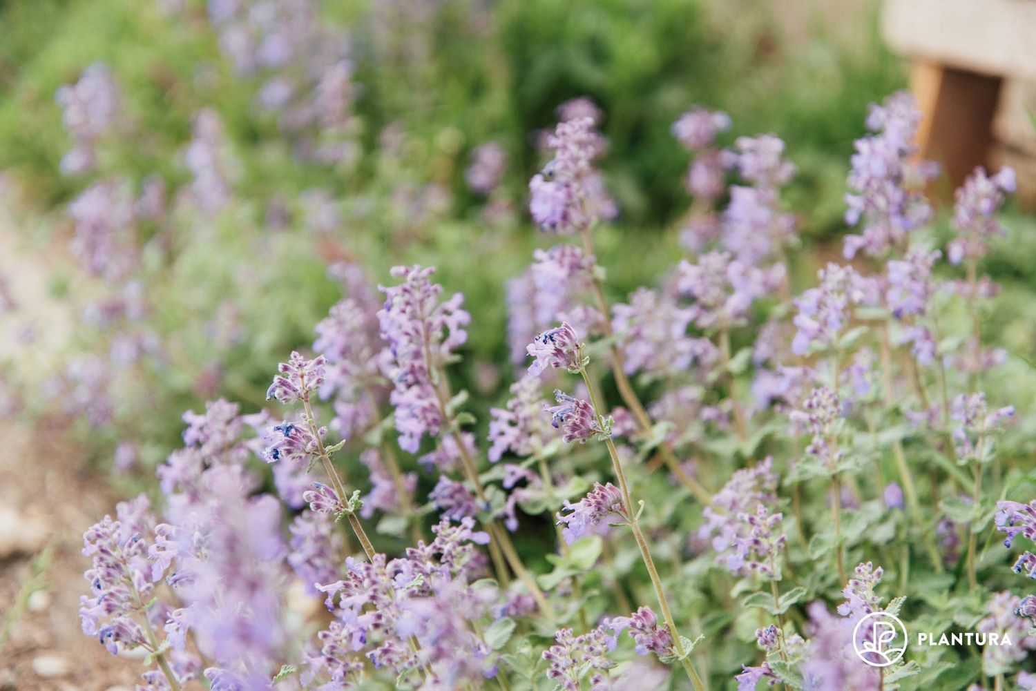 planting catmint: when, where & how? - plantura