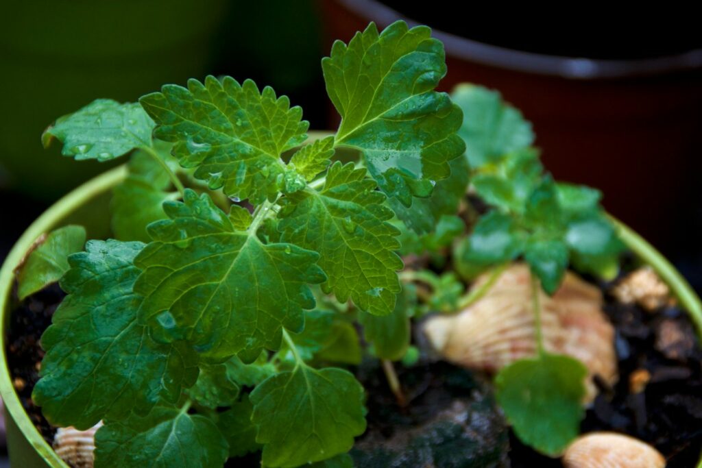 Catmint in a pot