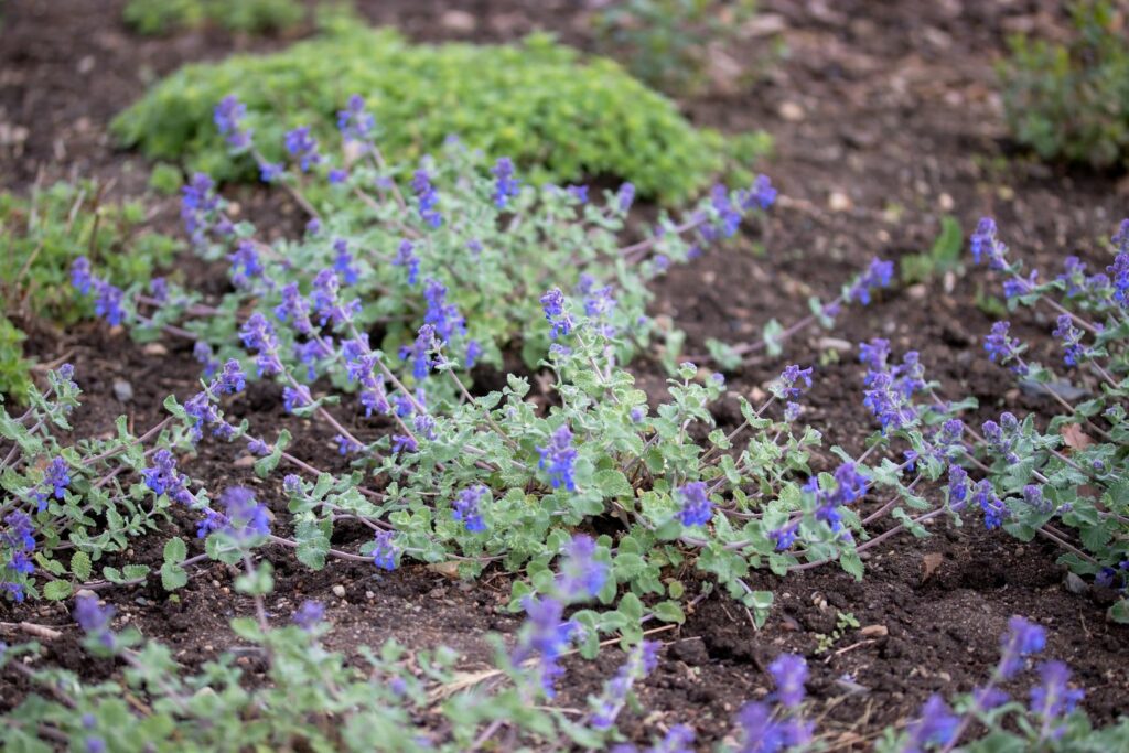 Catmint on the ground