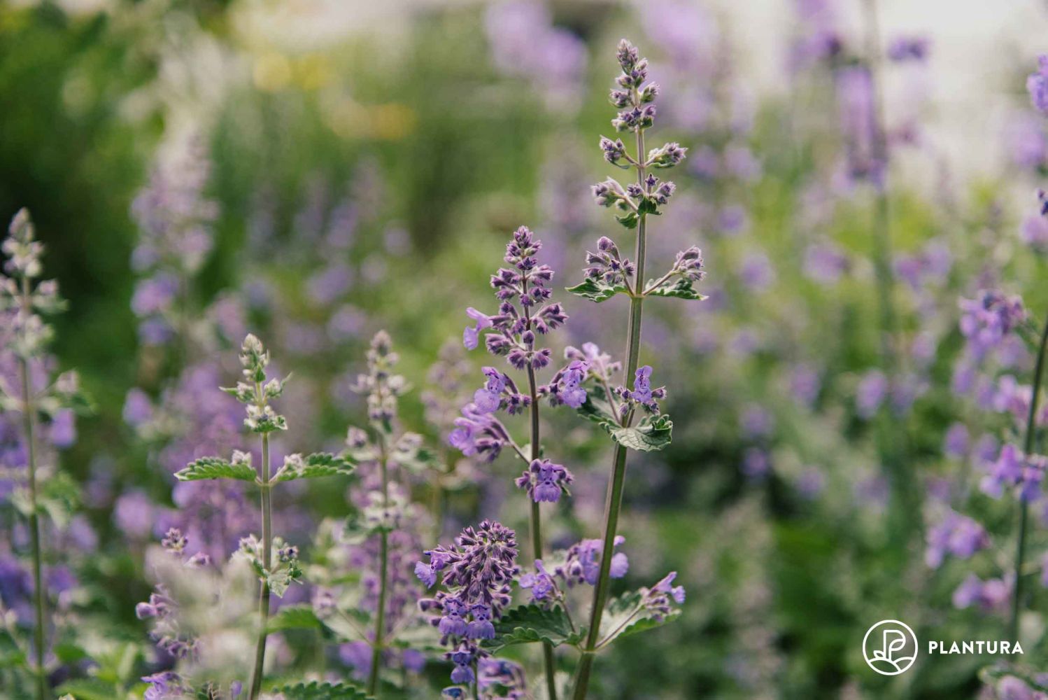catmint: growing, pruning & more - plantura