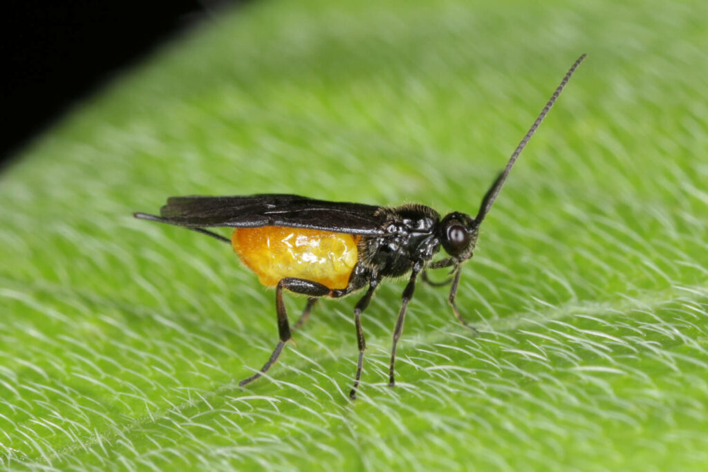Chalcid wasp on a leaf