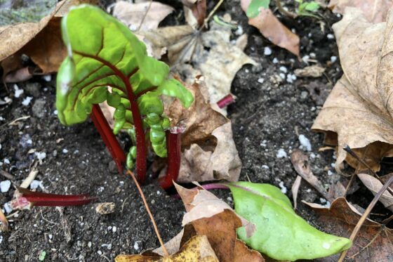 Vegetables to grow in shade: our top 10 overview