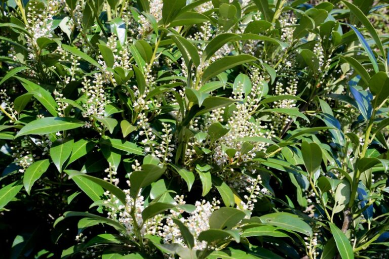 Pruning cherry laurel: when & how - Plantura