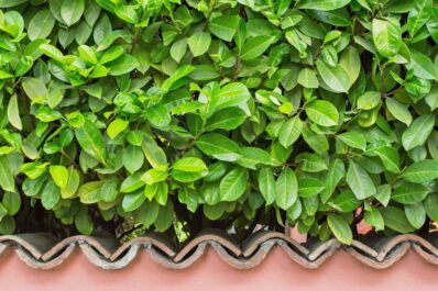 Cherry laurel: expert tips for planting, pruning & care