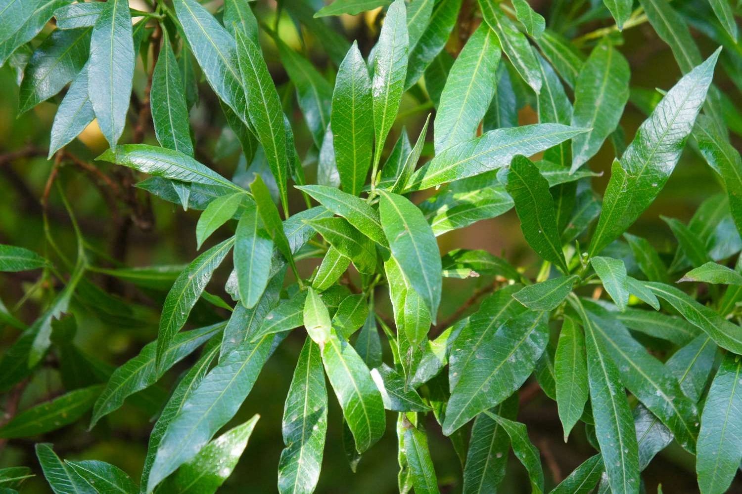 Is Cherry Laurel Poisonous To Chickens