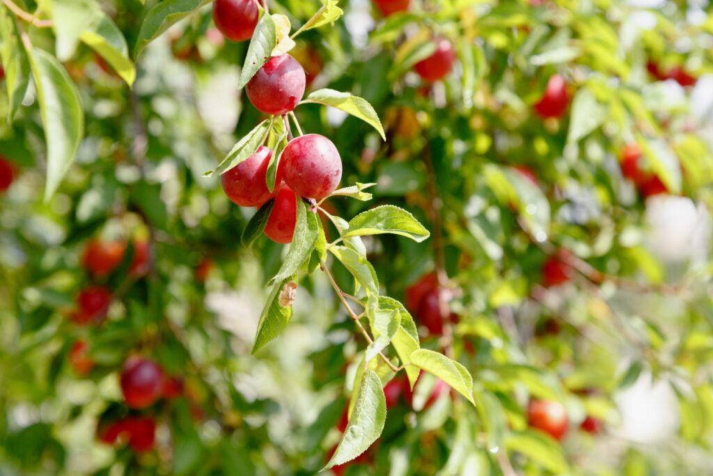 Cherry plums hanging off of a tree