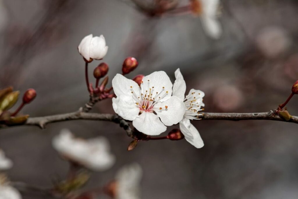 White cherry plum blooms
