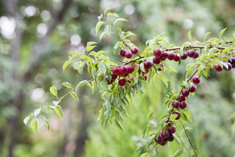 Cherry plum trees growing Prunus cerasifera Plantura