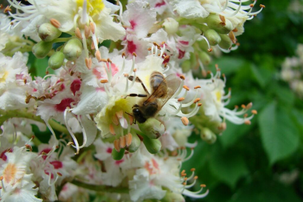 bee pollinating chestnut flowers
