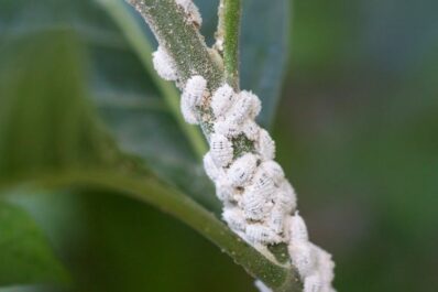 Mealybugs: how to detect, prevent & get rid of them