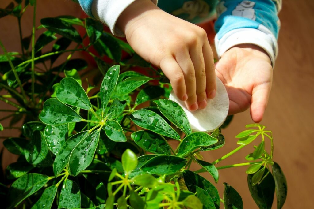 Using a cotton pad to wipe over the Schefflera leaves