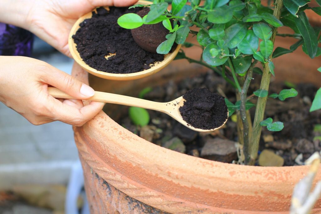 fertilising strawberries with coffee grounds