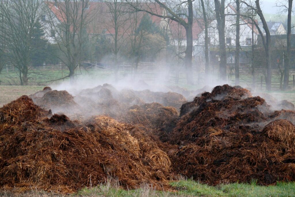 Steaming piles of compost