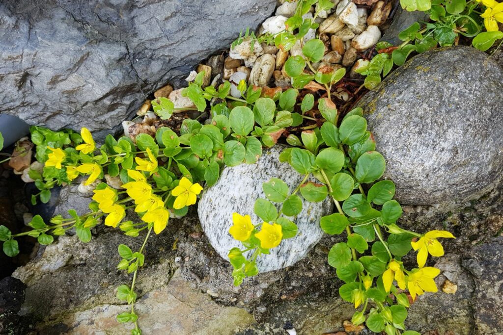 Moneywort growing on a stone