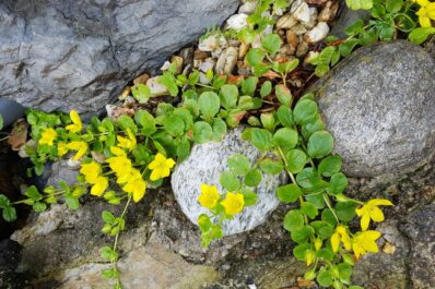 Creeping Jenny: confusion, overwintering & toxicity of moneywort
