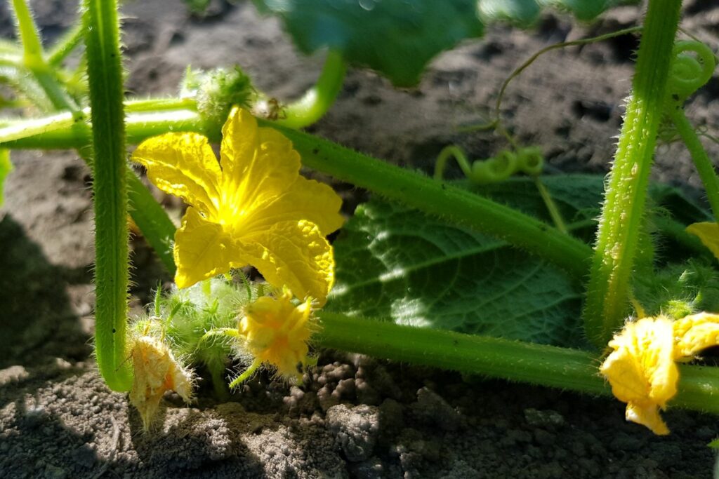 monoecious cucumber plant with flowers