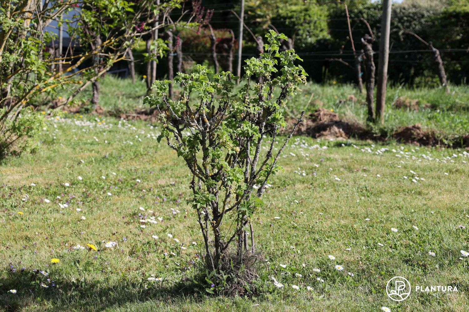 Pruning currants when & how Plantura