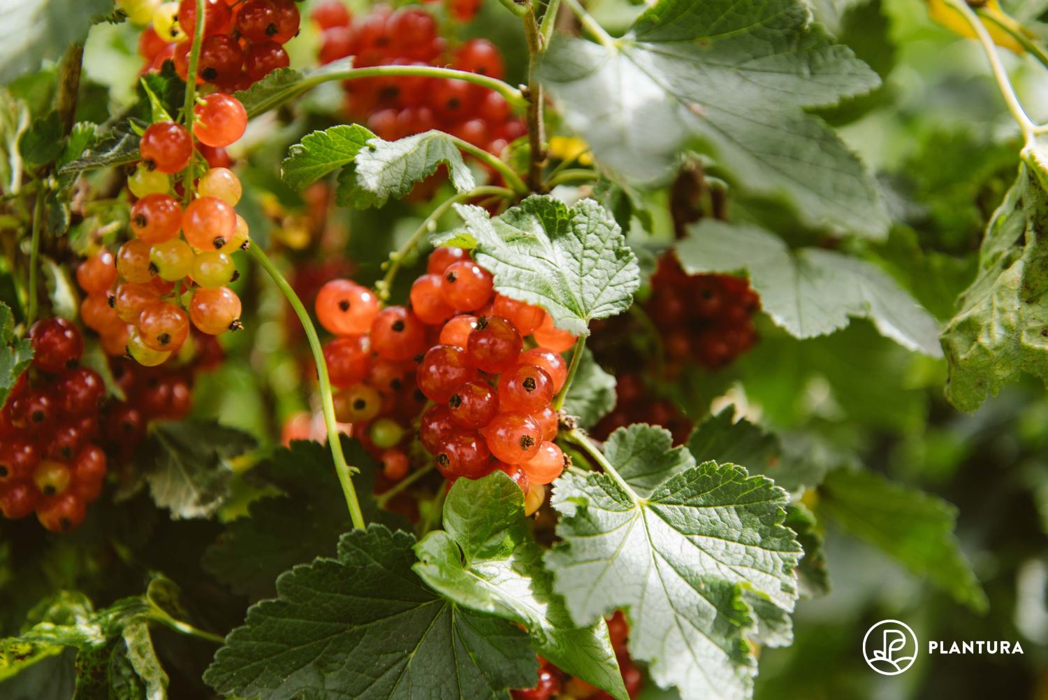 Red berries in summer - red currant bushes, raspberries, blackcurrant