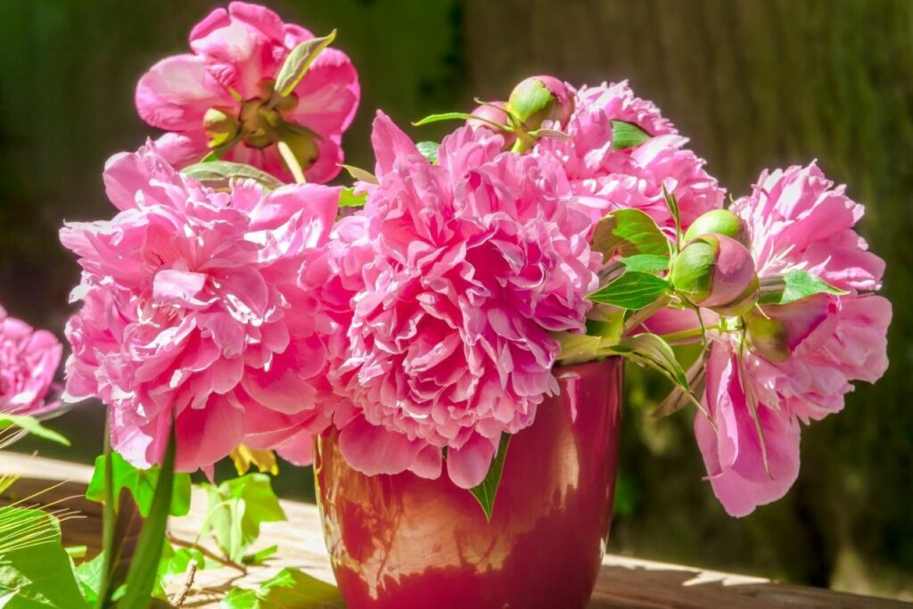 five vibrantly pink peonies in vase