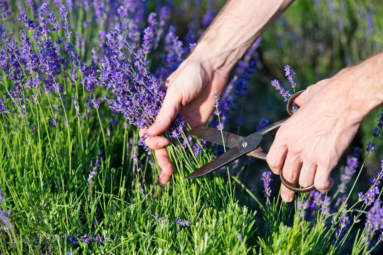 Cutting Back Lavender 