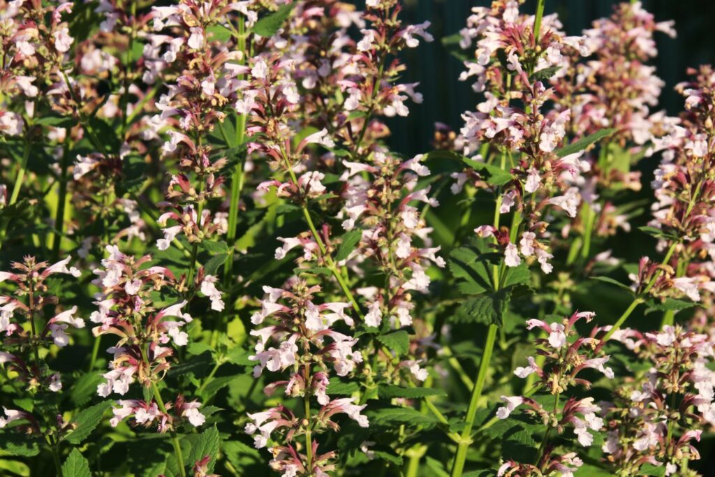 'Dawn to dusk' catmint variety 
