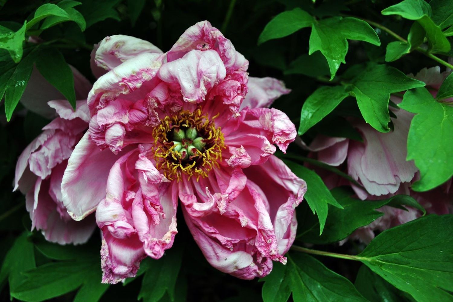 Pruning peonies when & how Plantura