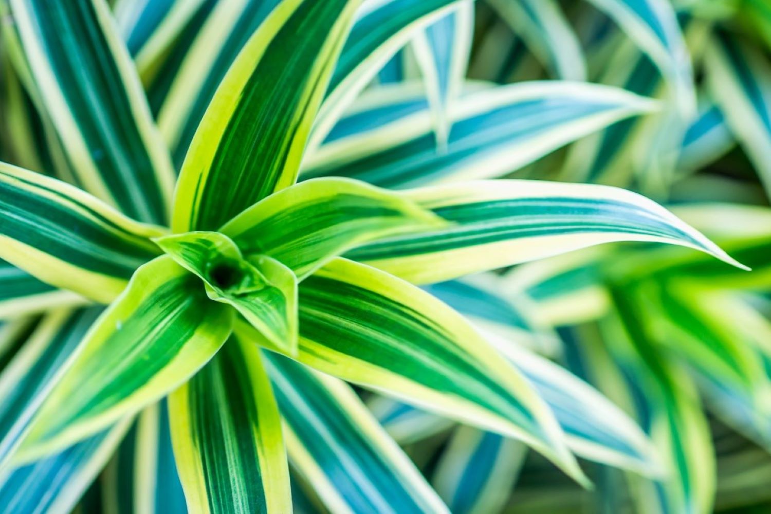 Spider plant: profile, growth habit & types - Plantura