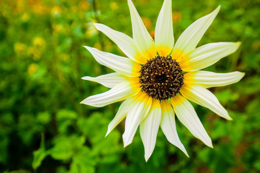 White flower of the Italian white dwarf sunflower